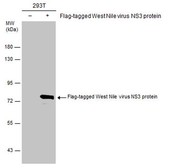 West Nile Virus NS3 Protein Antibody in Western Blot (WB)