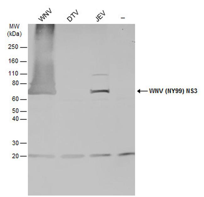 West Nile Virus NS3 Protein Antibody in Western Blot (WB)