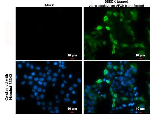 Ebola Virus VP30 Antibody in Immunocytochemistry (ICC/IF)