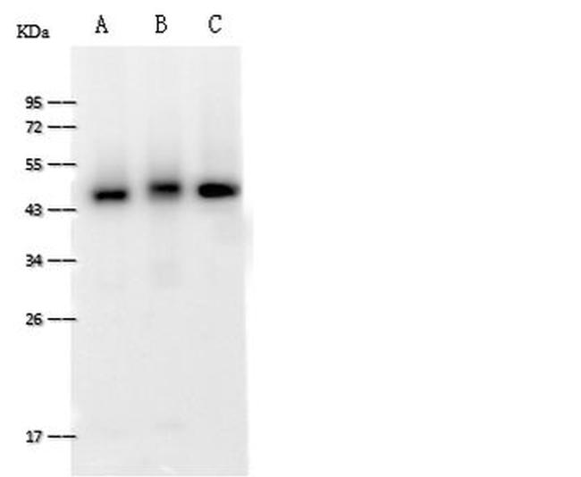 FAM98B Antibody in Western Blot (WB)