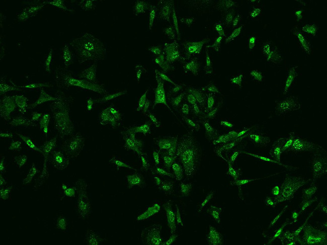 PGAM1 Antibody in Immunocytochemistry (ICC/IF)