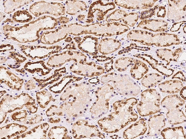 RRP4 Antibody in Immunohistochemistry (Paraffin) (IHC (P))