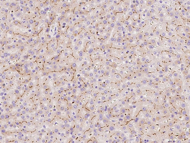 SLC30A10 Antibody in Immunohistochemistry (Paraffin) (IHC (P))