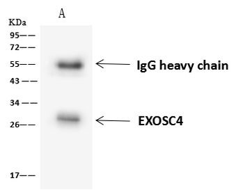 EXOSC4 Antibody in Immunoprecipitation (IP)