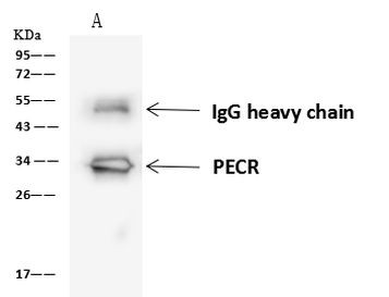 PECR Antibody in Immunoprecipitation (IP)