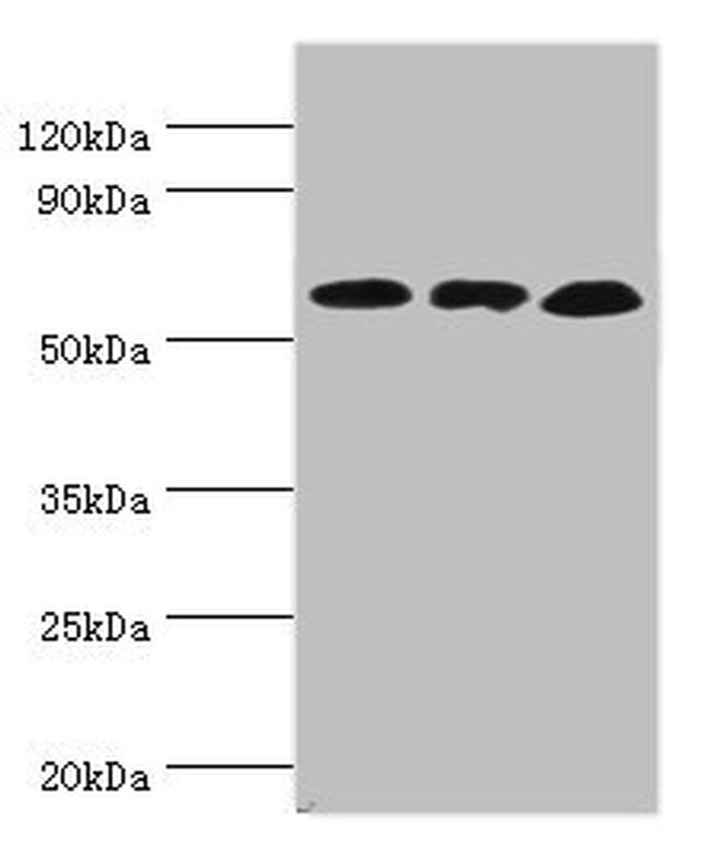 GluD2 Antibody in Western Blot (WB)