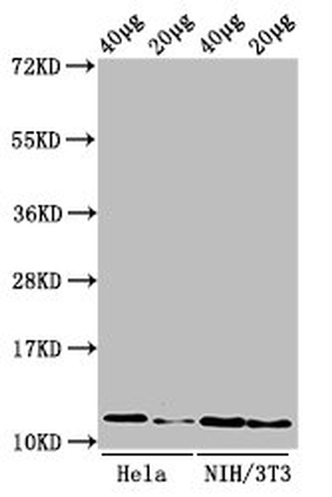 H4R3me1 Antibody in Western Blot (WB)