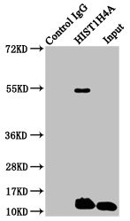 H4K8pr Antibody in Immunoprecipitation (IP)