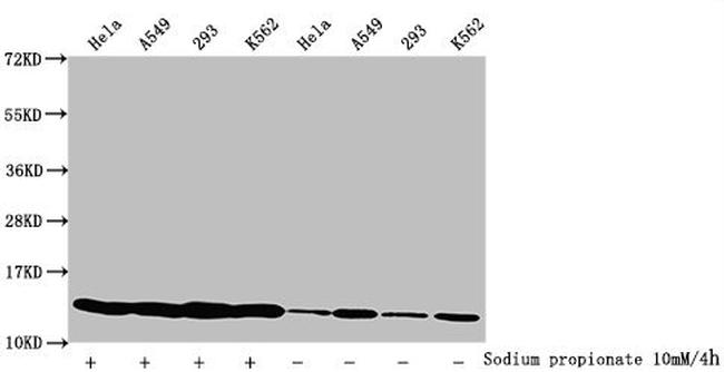 H4K8pr Antibody in Western Blot (WB)