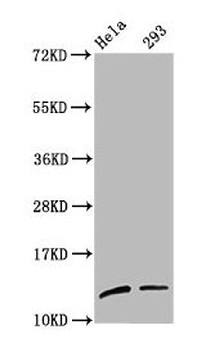 H4K59me1 Antibody in Western Blot (WB)