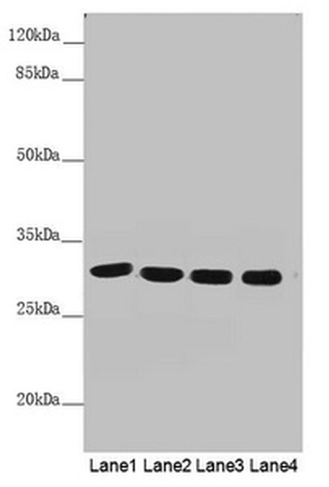 MTX2 Antibody in Western Blot (WB)