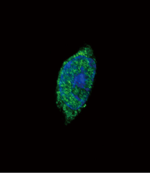 JAK2 Antibody in Immunocytochemistry (ICC/IF)