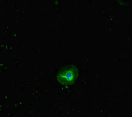 RHD Antibody in Immunocytochemistry (ICC/IF)