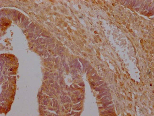 MCT2 Antibody in Immunohistochemistry (Paraffin) (IHC (P))