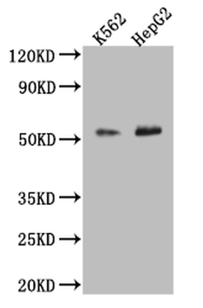 MCT2 Antibody in Western Blot (WB)