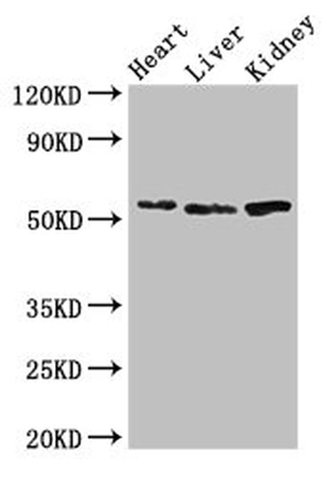 SOX9 Antibody in Western Blot (WB)