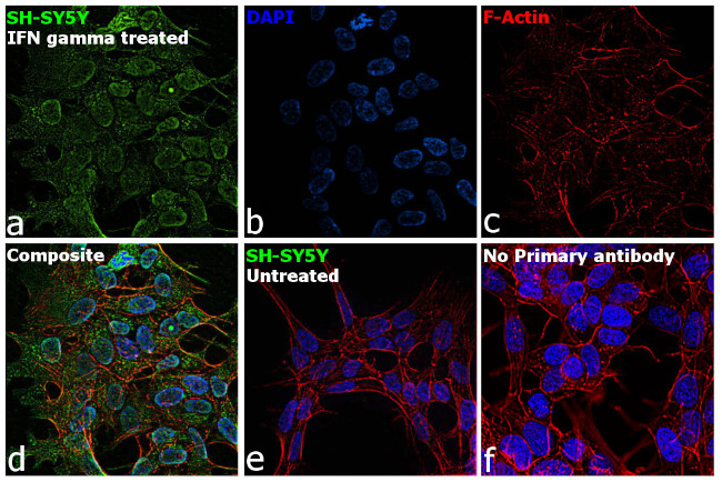 IFITM3 Antibody in Immunocytochemistry (ICC/IF)