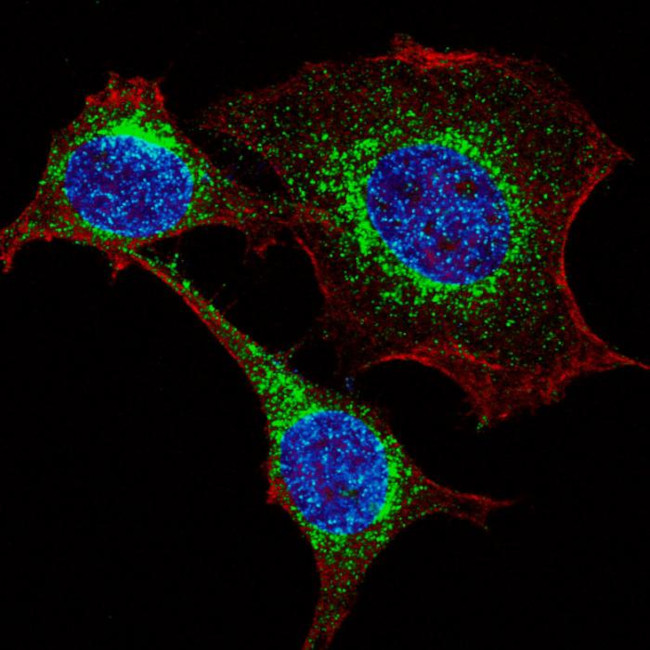 IFITM3 Antibody in Immunocytochemistry (ICC/IF)