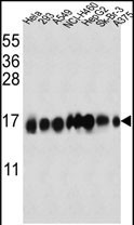 IFITM3 Antibody in Western Blot (WB)