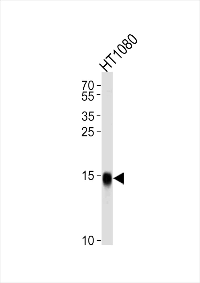 IFITM3 Antibody in Western Blot (WB)