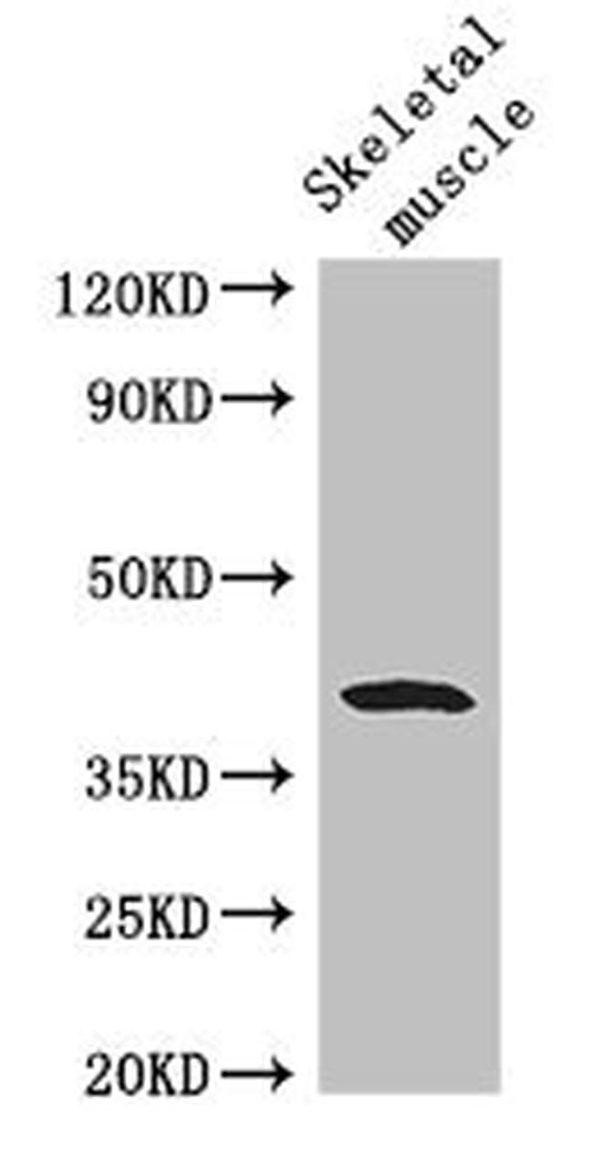 WISP1 Antibody in Western Blot (WB)