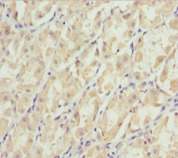 EFHC1 Antibody in Immunohistochemistry (Paraffin) (IHC (P))