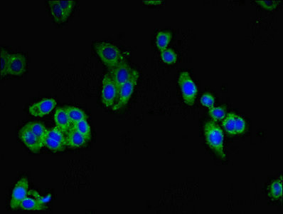 C1orf101 Antibody in Immunocytochemistry (ICC/IF)