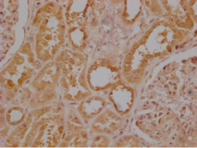 USP30 Antibody in Immunohistochemistry (Paraffin) (IHC (P))