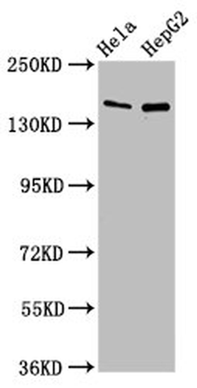 SULF1 Antibody in Western Blot (WB)