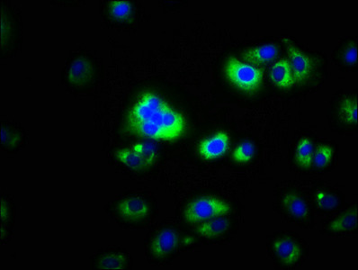 CAPNS2 Antibody in Immunocytochemistry (ICC/IF)