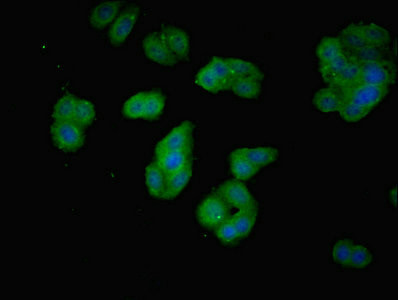 PDCL2 Antibody in Immunocytochemistry (ICC/IF)