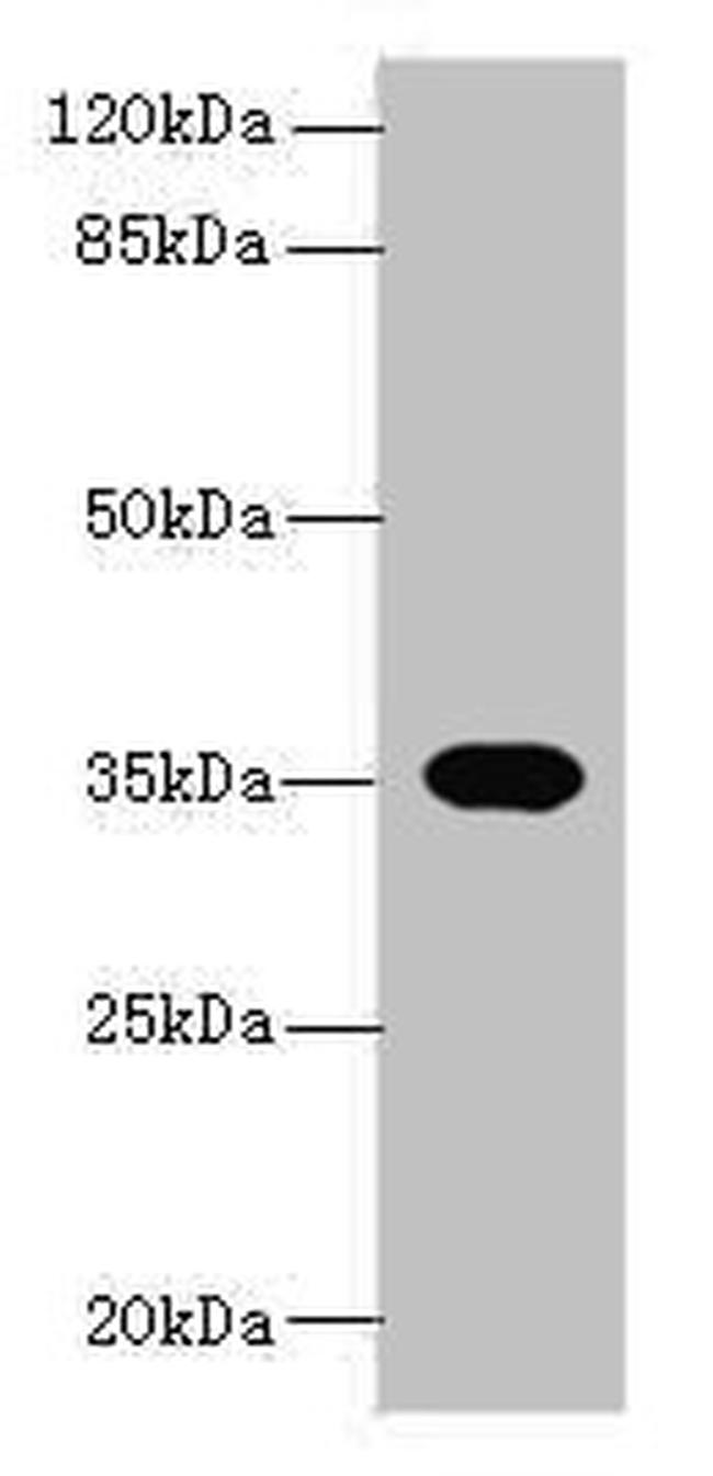 OR2H1 Antibody in Western Blot (WB)