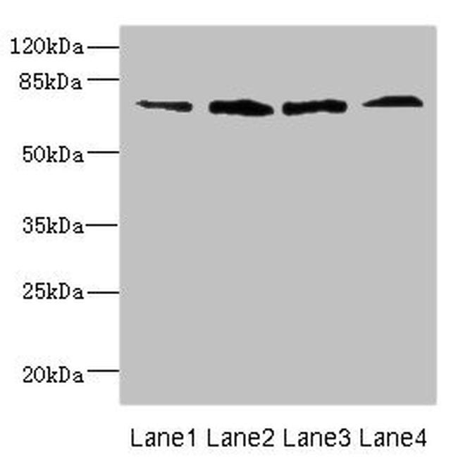 FLRT3 Antibody in Western Blot (WB)