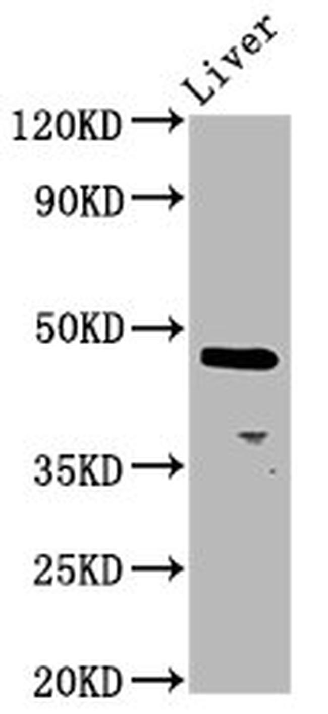 ALX4 Antibody in Western Blot (WB)