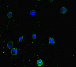 PPM1H Antibody in Immunocytochemistry (ICC/IF)