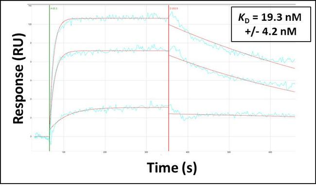 beta-1 Adrenergic Receptor Antibody in Surface plasmon resonance (SPR)