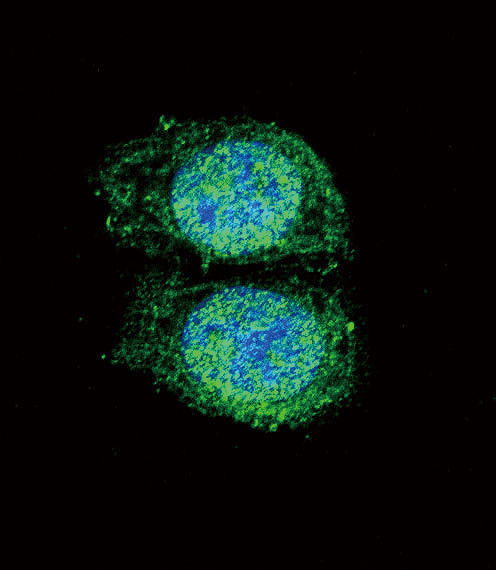 Bcl-2 Antibody in Immunocytochemistry (ICC/IF)