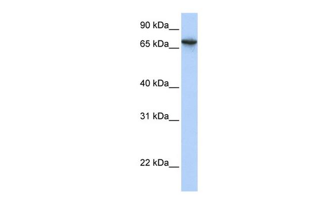 BAT5 Antibody in Western Blot (WB)