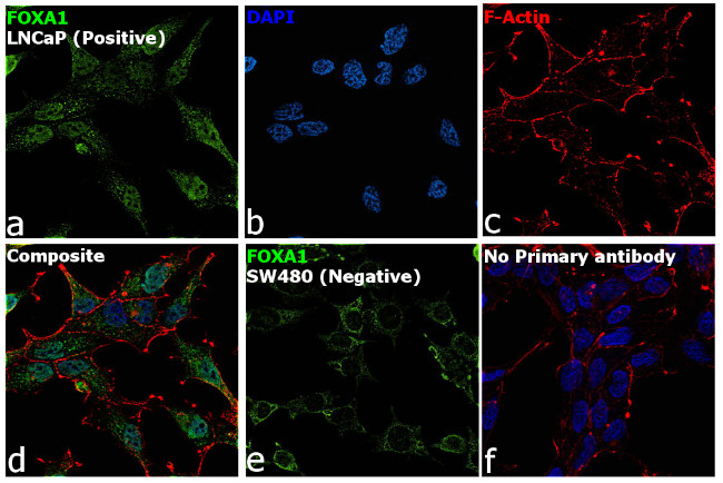 FOXA1 Antibody in Immunocytochemistry (ICC/IF)