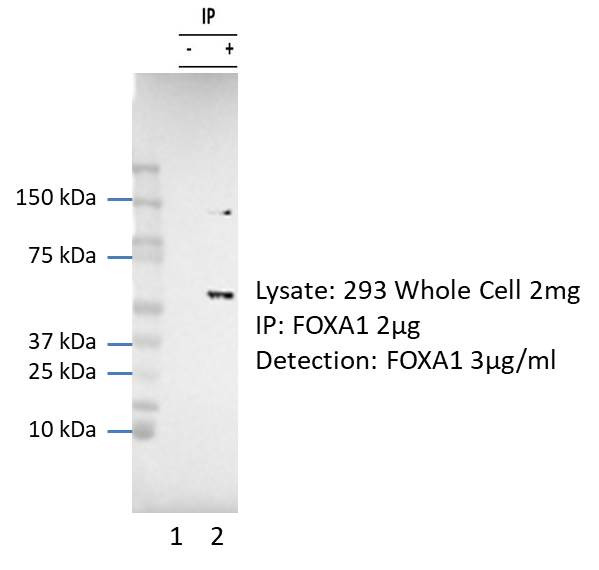 FOXA1 Antibody in Immunoprecipitation (IP)