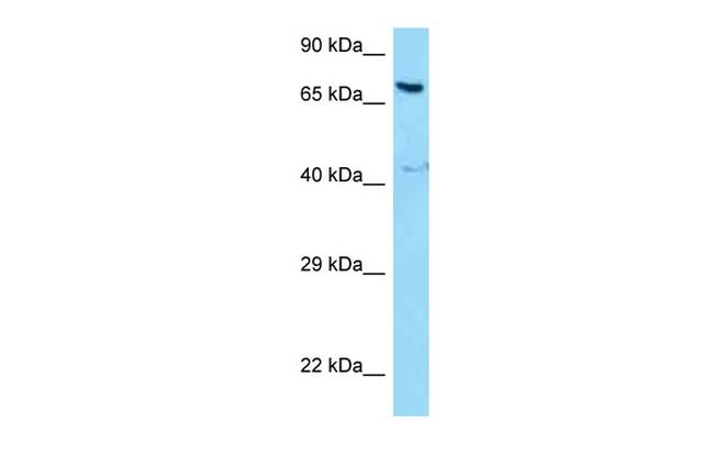 NCOA5 Antibody in Western Blot (WB)