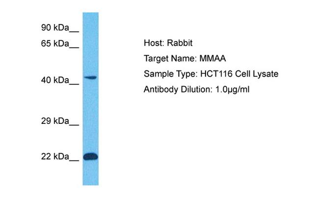 MMAA Antibody in Western Blot (WB)