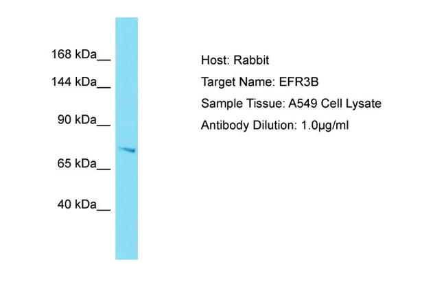 EFR3B Antibody in Western Blot (WB)