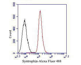 Syntrophin alpha-1 Antibody in Flow Cytometry (Flow)