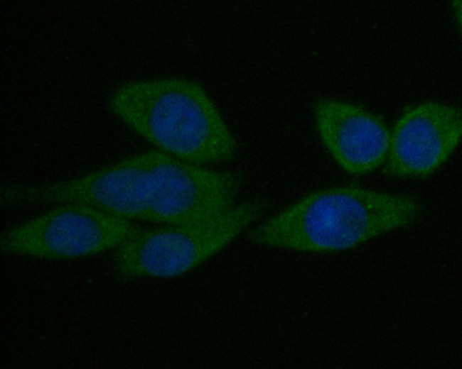 Syntrophin alpha-1 Antibody in Immunocytochemistry (ICC/IF)