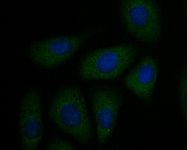 P2X1 Antibody in Immunocytochemistry (ICC/IF)