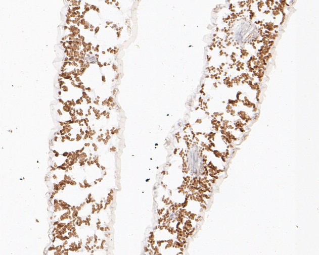 PASTICCINO 2 Antibody in Immunohistochemistry (Paraffin) (IHC (P))