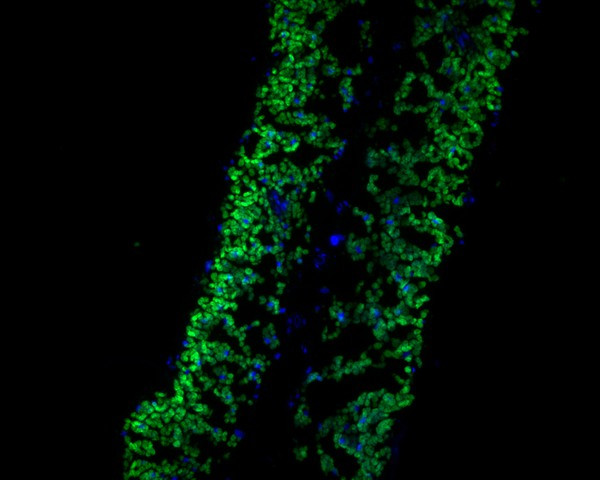 PASTICCINO 2 Antibody in Immunohistochemistry (Paraffin) (IHC (P))