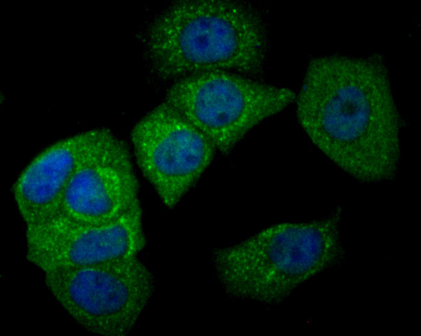 CEACAM6 Antibody in Immunocytochemistry (ICC/IF)