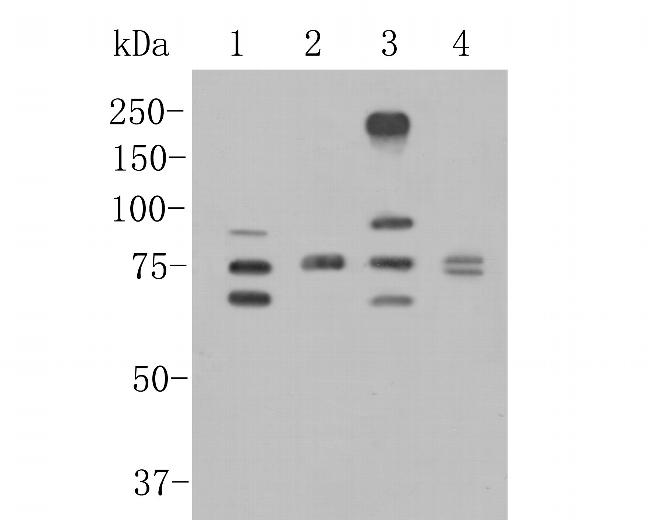 CEACAM6 Antibody in Western Blot (WB)